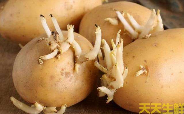 土豆發(fā)芽了還能吃嗎？(圖1)