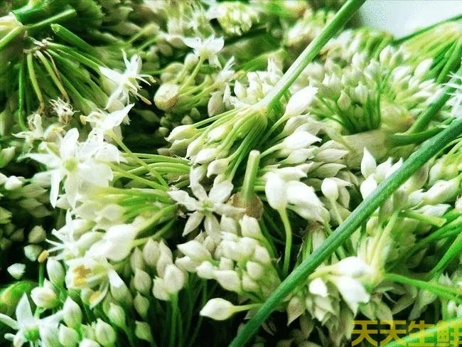 節(jié)日送花選擇蔬菜花，經(jīng)濟實惠的浪漫(圖4)