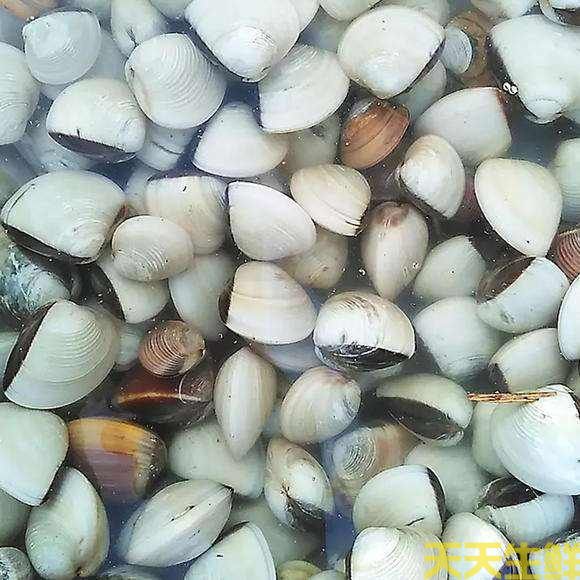 廣州送菜公司分享：常見(jiàn)的海鮮貝類有哪些？(圖3)