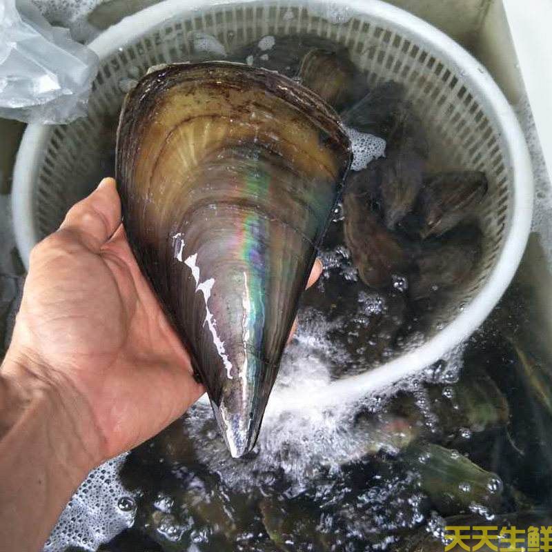 廣州送菜公司分享：常見(jiàn)的海鮮貝類有哪些？(圖8)