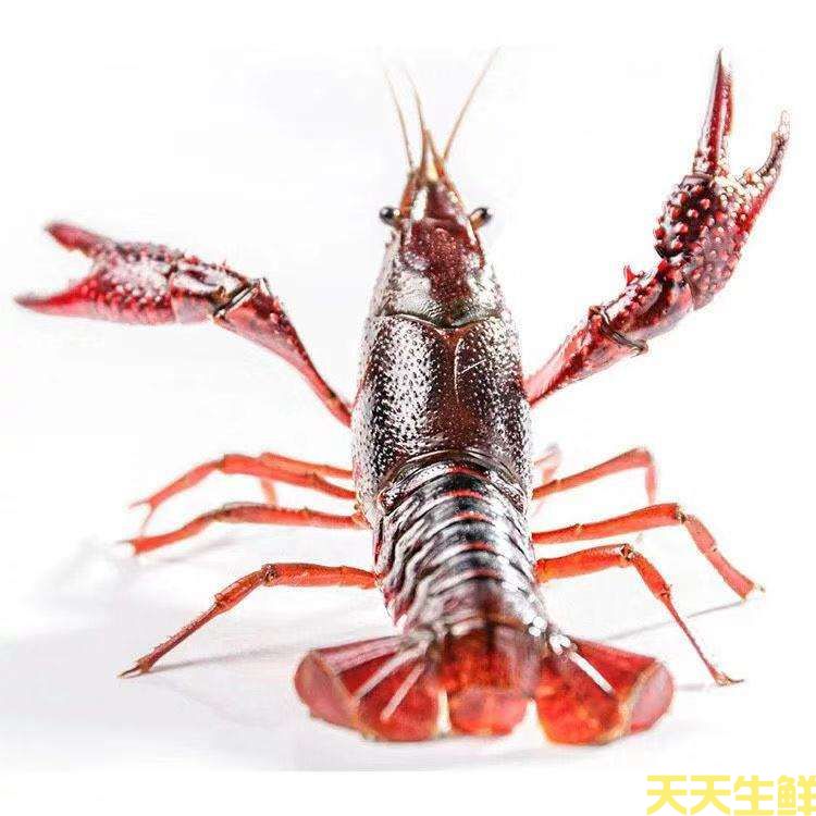 廣州送菜公司帶你詳細(xì)認(rèn)識小龍蝦(圖11)