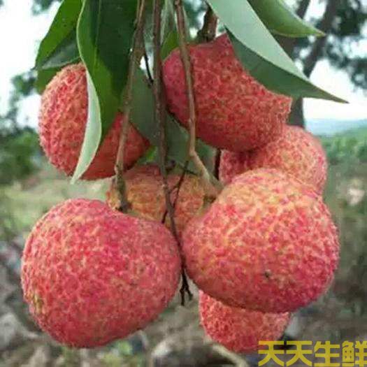 荔枝的品種有哪些？廣州蔬菜配送公司科普(圖5)
