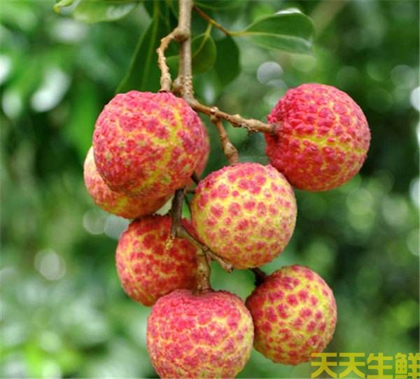 荔枝的品種有哪些？廣州蔬菜配送公司科普(圖8)