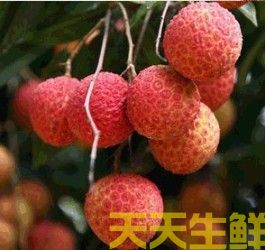 荔枝的品種有哪些？廣州蔬菜配送公司科普(圖14)
