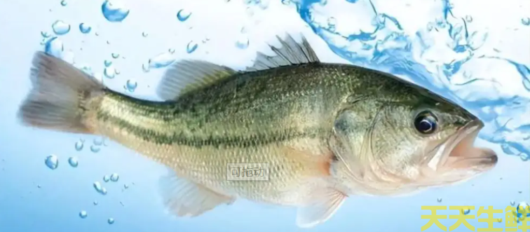 廣州蔬菜配送公司分享：河鱸魚和海鱸魚的區(qū)別？(圖2)