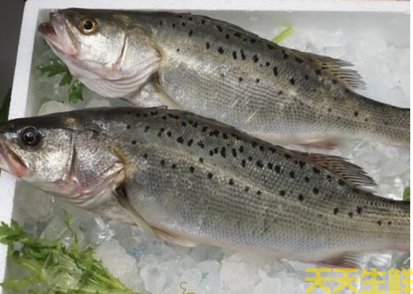 廣州蔬菜配送公司分享：河鱸魚和海鱸魚的區(qū)別？(圖2)